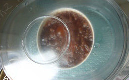 牛肉咸鸭蛋,<a style='color:red;display:inline-block;' href='/shicai/ 13'>咸鸭蛋</a>洗净去壳敲入牛肉糜中,蛋白尽量和牛肉拌匀,放入蒸锅蒸约15分钟出锅,撒少许葱花即可。