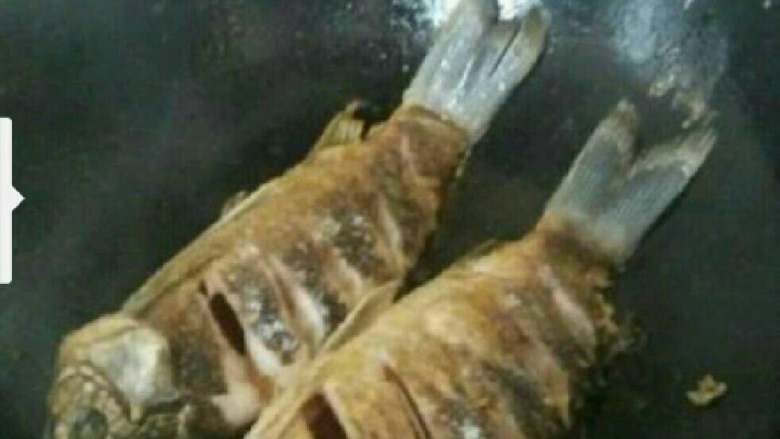红烧鲫鱼,放油至锅中加热,手拎鱼尾滑入滚油中煎,小心用铲子浇油上去,这样鱼不会破皮。煎至两面焦黄。