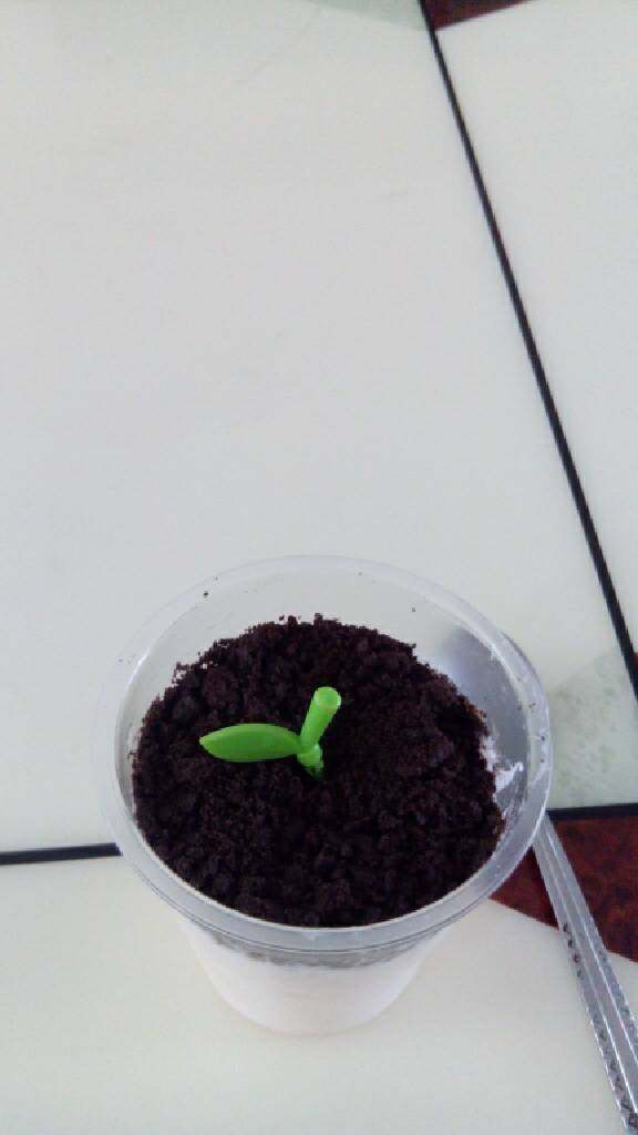 创意小盆栽