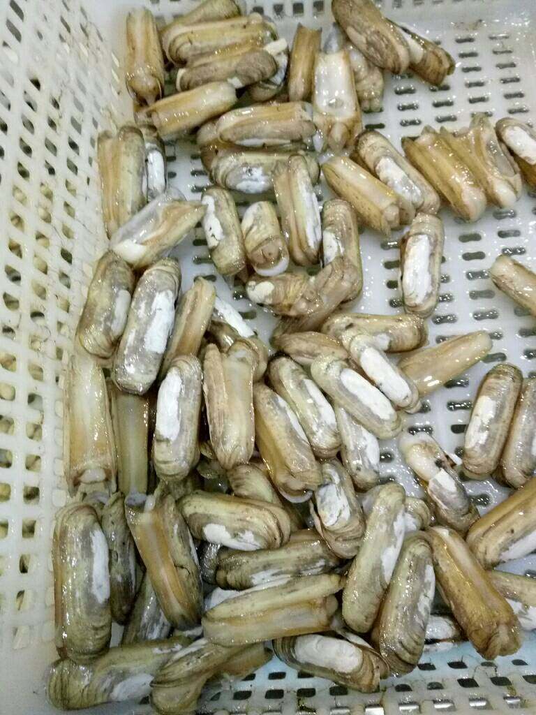 盐水蜻,蛏子洗净备用