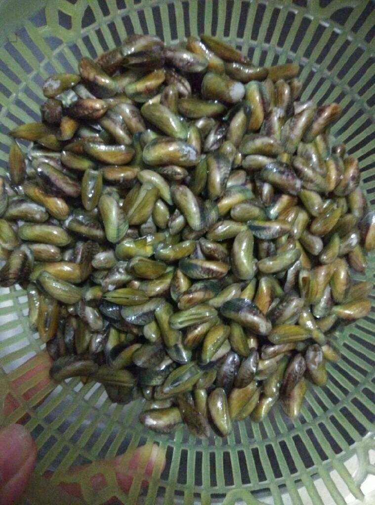 潮汕炒薄壳,薄壳搓洗干净,倒入末过薄壳的水中,漂浮在水上的捞起来不要,其它的看出来沥干水分