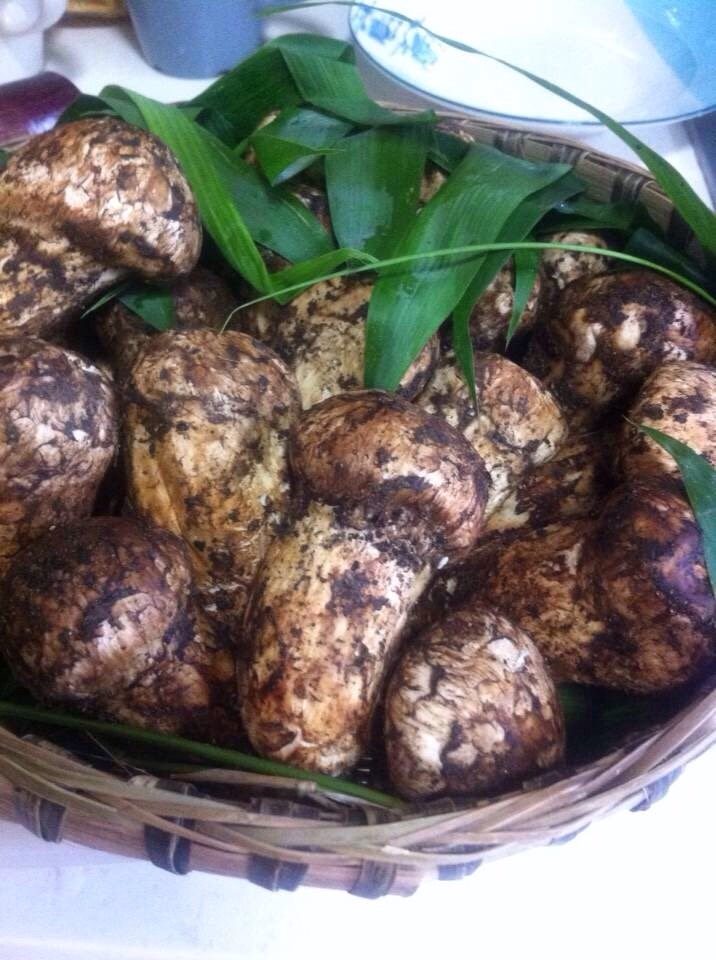 松茸炖鸡