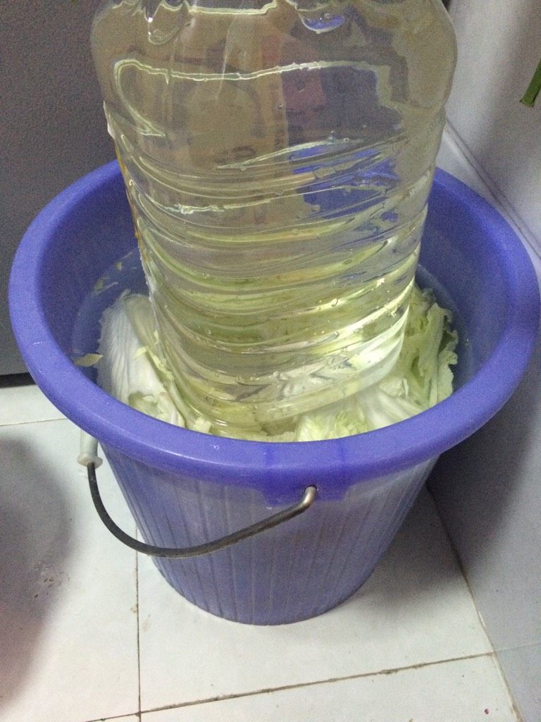 辣白菜,如图每片白菜根那撒点盐然后用温水加盐搅拌均匀后把白菜全部都淹没(用重物压住淹没所有白菜放一天一夜)第二天把白菜拿出来用清水洗一洗然后晾干水份(用漏斗装好阴凉通风处2-3小时)即可