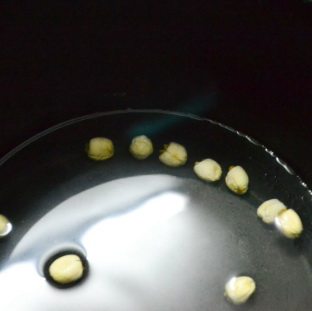 莲蓬扣肉,干莲子去掉莲子芯,放入一点水,用电压锅事先压8分钟,然后取出备用。