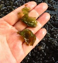 地皮菜包子 ,换水时,泡在水里用手搓揉几下地皮菜,使黏在地皮菜上面的泥土抖落下来。