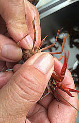 一嘴巴蒜香龙虾,首先处理<a style='color:red;display:inline-block;' href='/shicai/ 285'>小龙虾</a>。龙虾买回来后用两只手指捏住头部