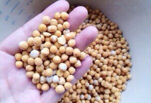 豌豆黄,去皮豌豆
