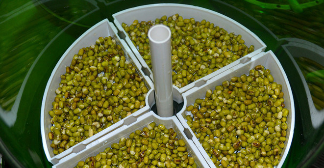 自发豆芽,放入豆芽机里面盖盖