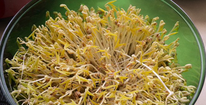 自发豆芽,2天后绿豆芽长成