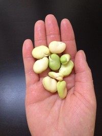 蚕豆肉丁酸菜炒笋,拨掉蚕豆的外面一层外衣,拨开后的小清新。