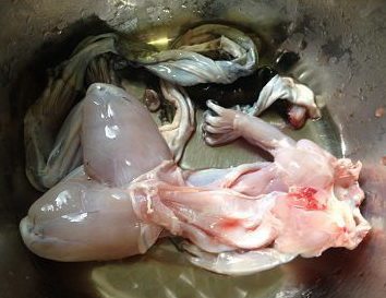 干锅牛蛙,牛蛙代加工宰杀,开膛去头,洗净后,剥皮并剪去脚趾