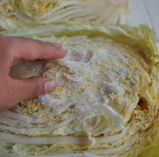 韩式辣白菜,用手掰开白菜一层层的叶子,将盐搓在白菜叶表面,每一层都要搓到。