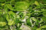 香拌菠菜,<a style='color:red;display:inline-block;' href='/shicai/ 117'>菠菜</a>洗净,沥干
