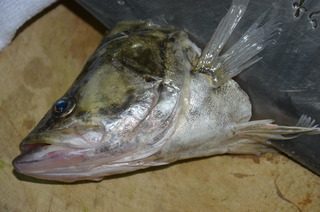 松鼠鳜鱼,将鳜鱼去鳞去鳃,剖腹去内脏,洗净。齐胸鳍斜切下鱼头。