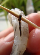 西芹百合酿虾球,用牙签挑去虾仁的泥肠,然后清洗,用盐,玉米淀粉,蛋清抓匀腌制片刻。