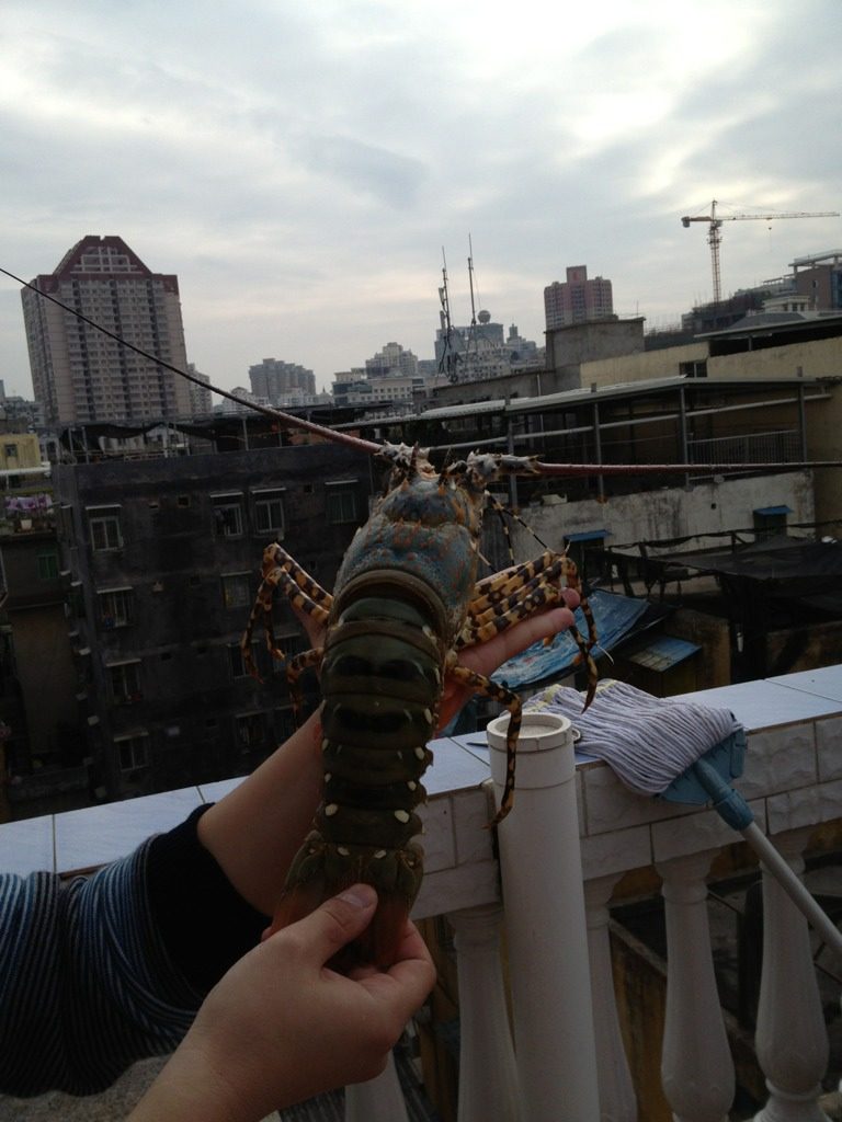 粉丝蒸龙虾,龙虾