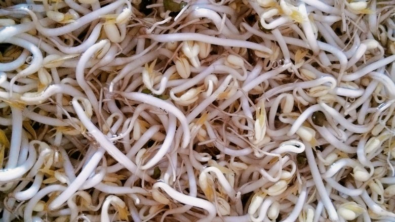 豆芽炒肉丝,<a style='color:red;display:inline-block;' href='/shicai/ 120'>豆芽</a>浸泡一下!
