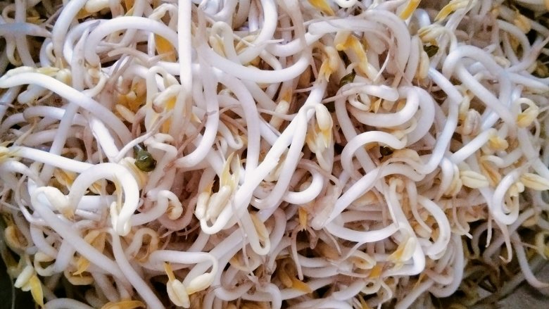 豆芽炒肉丝,放入豆芽,翻炒!