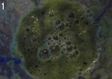 清爽的黄瓜奶酪酱,新鲜黄瓜洗净、切开、去瓤。一半的黄瓜切小块，放入搅拌机里打碎成汁