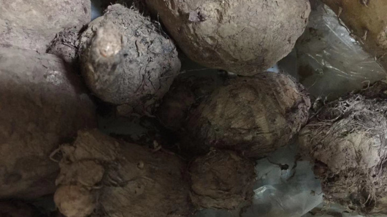 芋头粥,都是爷爷自己种的,正好用来煮粥
