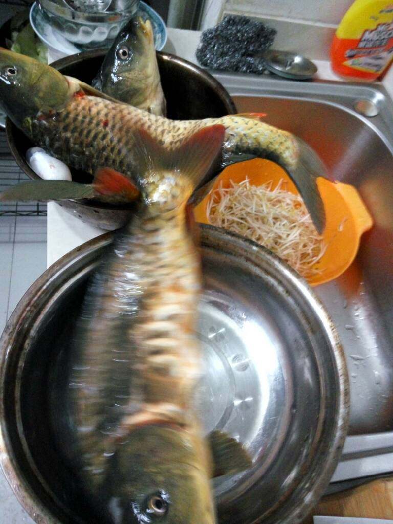 鱼蔬一锅端之麻辣火锅鱼,鱼的图片没有了,被我删了,太郁闷了,只有一张花的,鱼开膛破腹,洗干净,切块,用盐,鸡精,淀粉,生抽腌制,然后倒入锅中,煮开后关火,盖上锅盖焖两分钟,鱼可以更嫩,如果直接用大火把鱼肉煮熟,鱼肉就不嫩