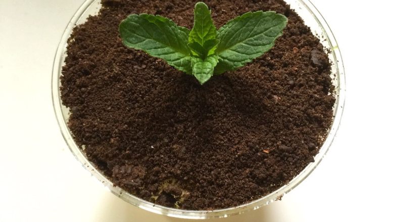 牛油果盆栽蛋糕木糠杯,4、最后均匀撒上奥利奥碎,插上一颗薄荷叶点缀。