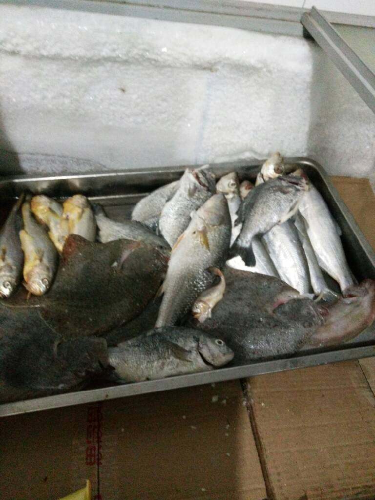 煎海鲫鱼,鲫鱼、青蒜、姜片、蒜头。清洗鱼，在鱼腹添加蒜头两个（蒜头要拍开）。