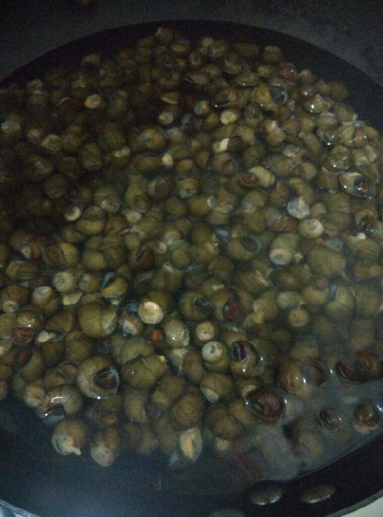 爆香螺狮,锅中开水把螺狮倒入 煮开会出锅 洗干净空干