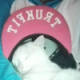 学渣是养不起猫的(ノ=Д=)