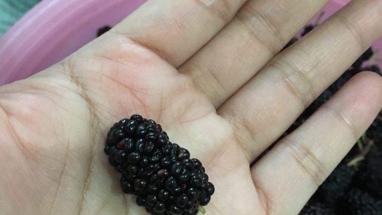 桑葚果酱,去掉𥰆上小枝条(这个要耐心一个一个去掉,口感会好很多,千万别偷懒)