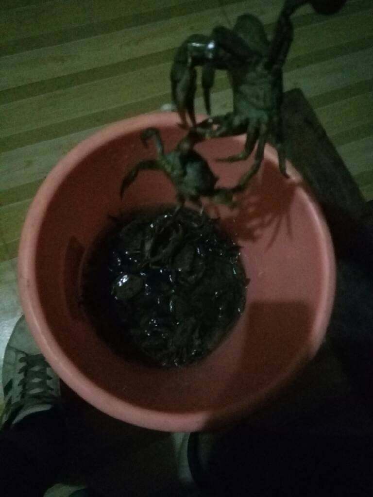 香辣干锅蟹,干锅蟹