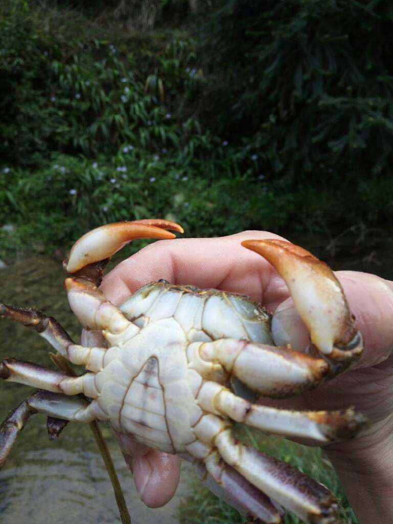 香辣干锅蟹,干锅蟹