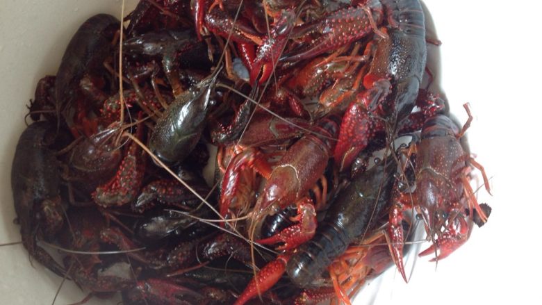 爆炒小龙虾,<a style='color:red;display:inline-block;' href='/shicai/ 285'>小龙虾</a>用牙刷把腹部清洁干净
