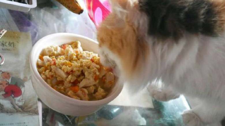 猫食饭,然后放凉就可以给猫吃啦～这些图用的是贴吧吧友的，我做的时候忘记拍照了٩( 'ω' )و 
