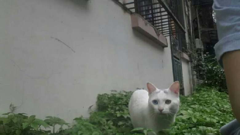 猫食饭