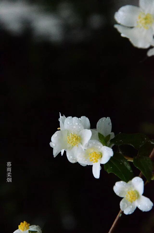 荠菜猪肉馅花包,开水烫面揉匀待用