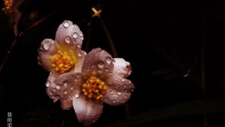荠菜猪肉馅花包,野生荠菜剁碎.可以加入些香菜蒜叶一起剁碎加入猪肉末适量盐烹上热油.一个方向搅匀，面剂子稍比饺子大些，外薄中厚.包入馅料一个方向捏住.上锅蒸十分钟左右可以出锅，转盘点上番茄酱好看好吃