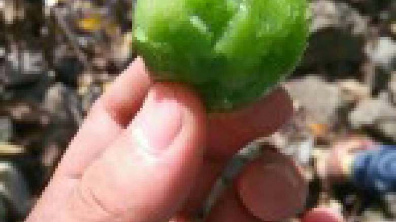 洋葱圆椒炒鸡蛋,最后吃完饭记得给妈妈准备水果。