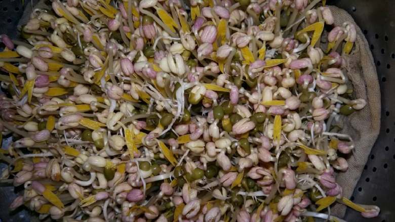 豆芽炒肉丝(自制绿豆芽),(第4天)豆芽越来越长了