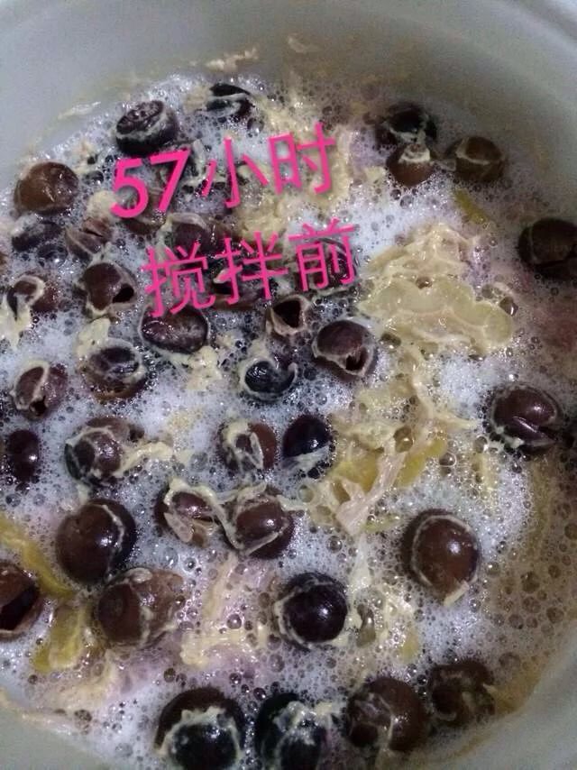 苦瓜野葡萄柠檬酵素,发酵68小时,表面看起来泡沫变少,发酵基本完成,闻起来有酒酿的香味,尝起来酸大于甜,可以起桶