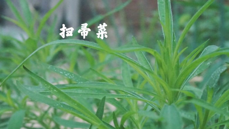蒸野菜,扫帚菜择好洗干净。