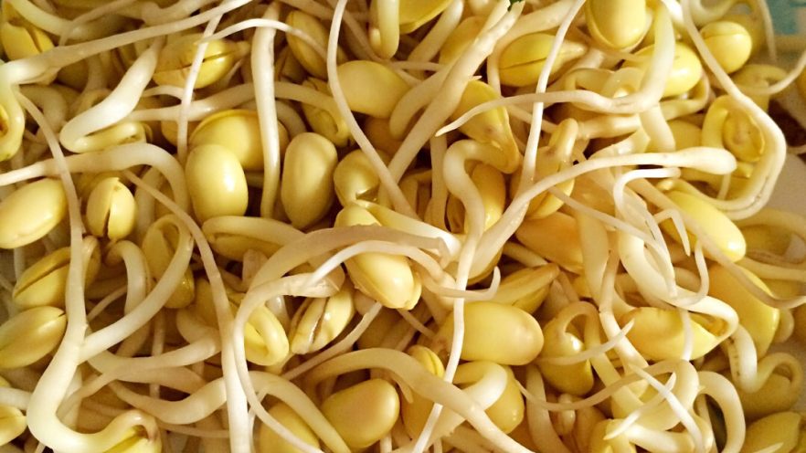 自发黄豆芽