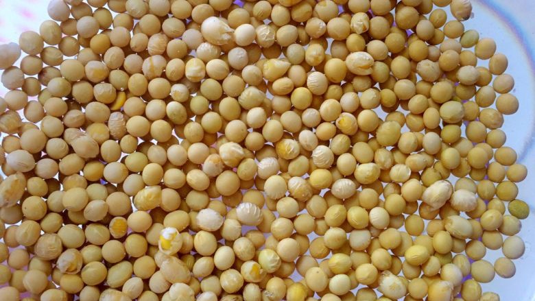 自发黄豆芽,挑选好的黄豆泡水（拣去烂的豆子）