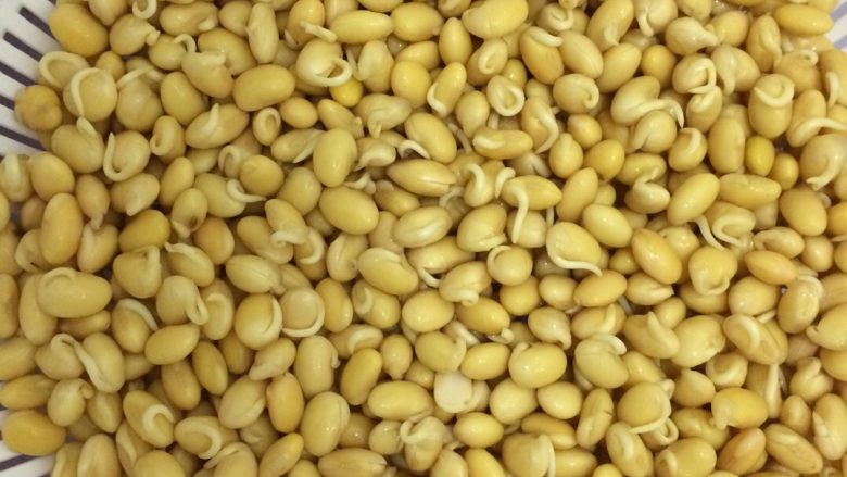 自发黄豆芽,第一天的样子，已经冒出小芽了，夏天温度高，每天换三四次水，端着滤水篮冲一会水就行，依旧盖好盖子