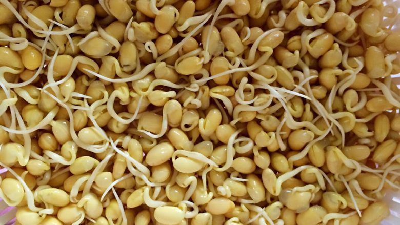 自发黄豆芽,第二天，长长了好多，记得换水