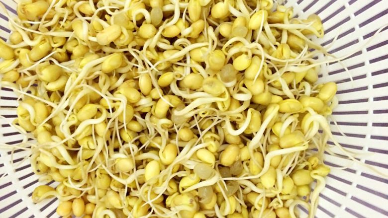 自发黄豆芽,第三天，长得非常好了，可以开始啦