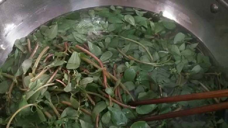 凉拌马齿笕(野菜俗称长寿菜),水烧开后放马齿笕,等到菜变色变软捞出放入凉水中。