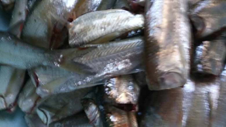 油煎小鱼,放盐,胡椒粉腌半小时