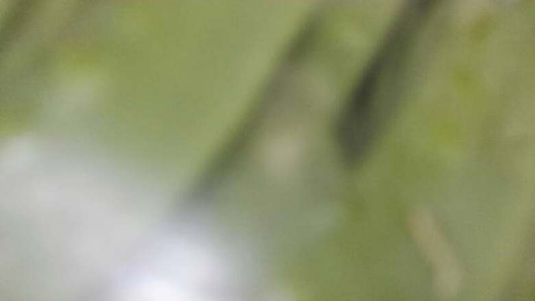 美式青菜,清洗干净