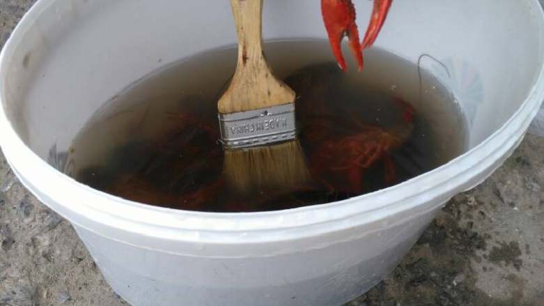 香辣小龙虾,用刷子轻轻刷虾,把胃和肠子去除(胃在虾的脑子里,肠子在尾巴那块)